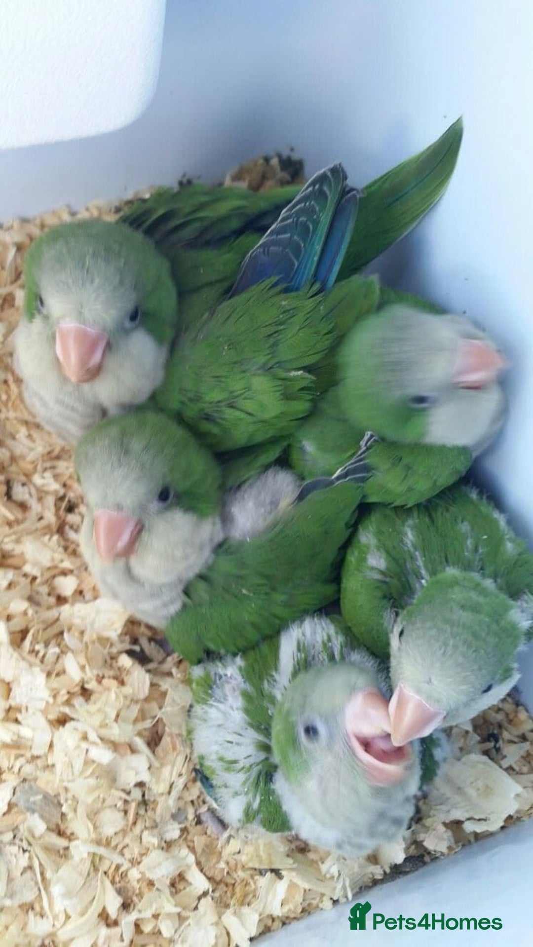 Parakeets birds for sale: Males and females DNA tested Quaker parrots babies - Image 24