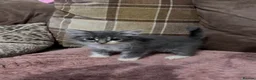 Mixed Breed cats for sale: 3 beautiful male kittens (dad is Persian)  - Advert 14