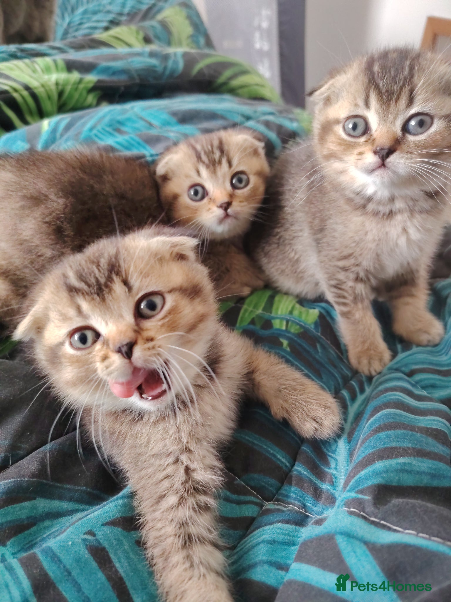 British Shorthair cats Beautiful British shorthair kittens  - Advert 1
