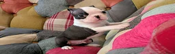 Boston Terrier dogs for sale: 1 BOY LEFT: Adorable KC Boston Puppies  - Advert 19