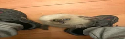 Ragdoll cats for sale: Blue ragdolls in Sheffield - Advert 6