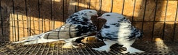 Pigeons birds for sale: SHOW TYPE WEAT OF ENGLAND TUMBLERS - Advert 7