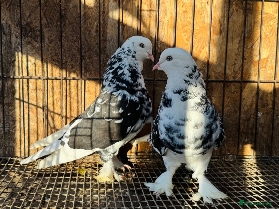 Pigeons birds for sale: SHOW TYPE WEAT OF ENGLAND TUMBLERS - Advert 7