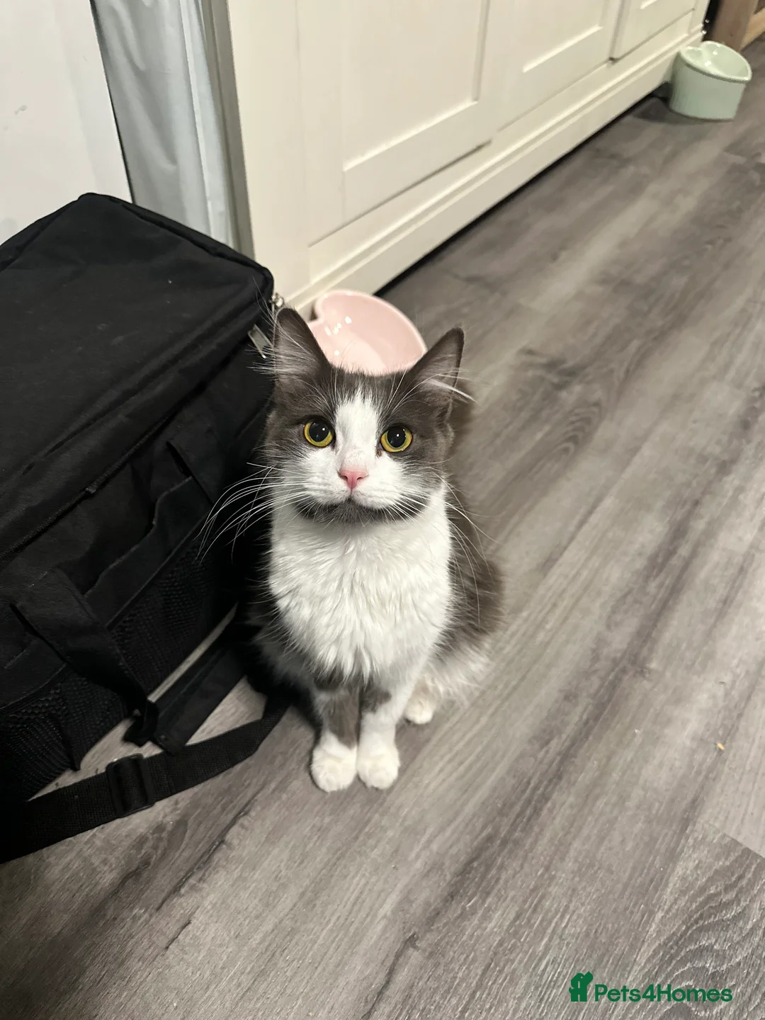 Mixed Breed cats for sale: mixed breed female kitten in need of a home!! - Advert 2