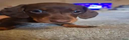 Dachshund dogs for sale: 3 beauifil dachshund puppys  - Advert 14