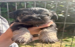 Miniature Schnauzer dogs for sale: KC Reg Miniature Schnauzer puppies in Stratford-upon-Avon - Image 1