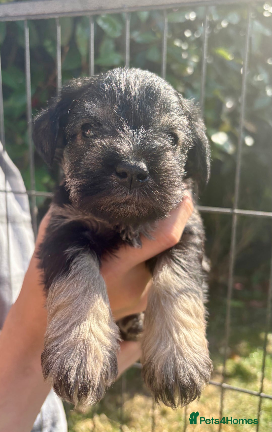 Miniature Schnauzer dogs for sale: KC Reg Miniature Schnauzer puppies in Stratford-upon-Avon - Image 1