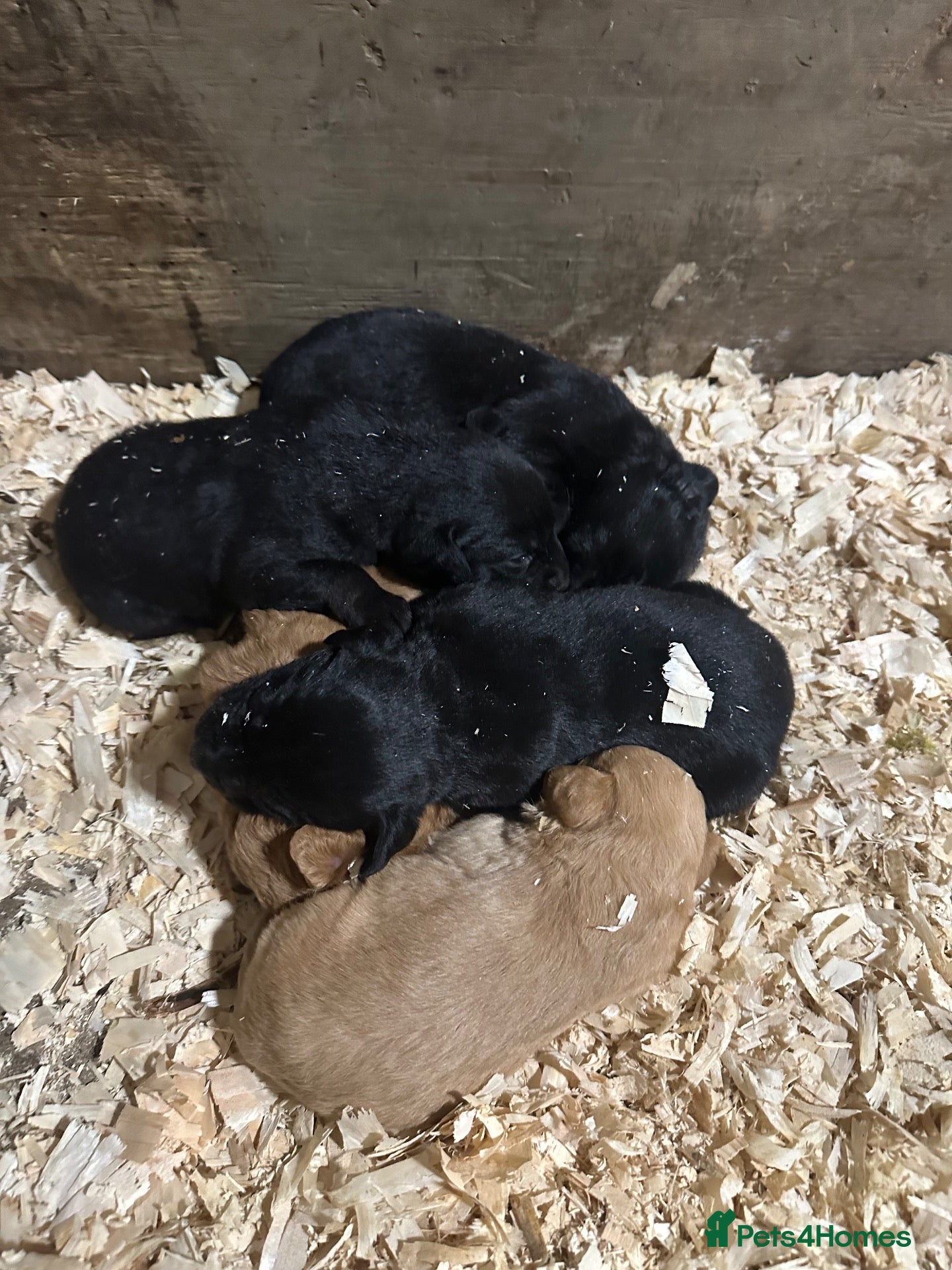 Mixed Breed dogs for sale: Fox red Labrador cross kelpie pups - Advert 6
