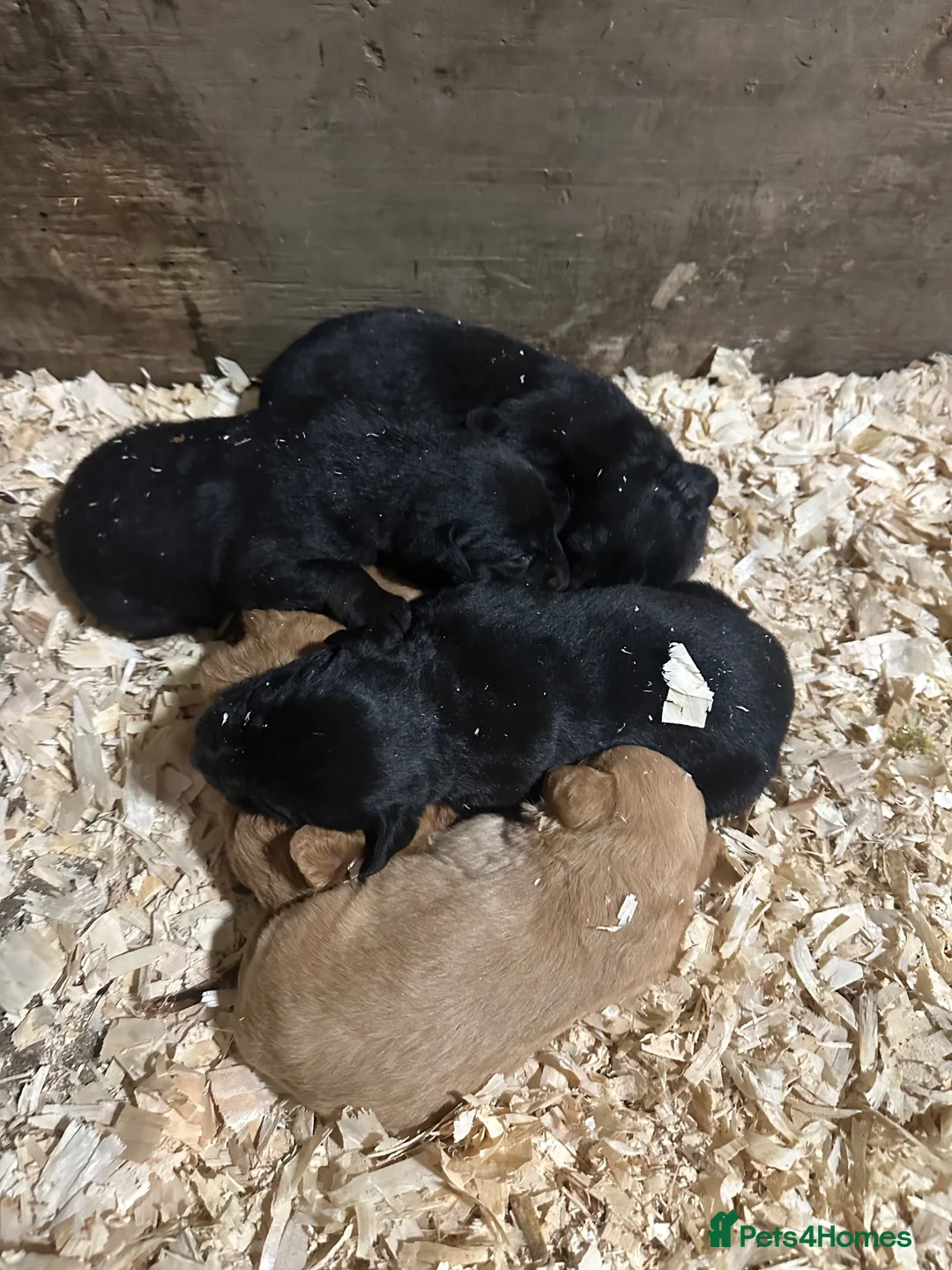 Mixed Breed dogs for sale: Fox red Labrador cross kelpie pups in Bathgate - Advert 1