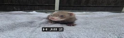 Ferret rodents for sale: Full, Semi & Half Angora Kits - Advert 17