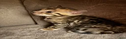 Bengal cats for sale: Amazing pedigree Bengal kitten  - Advert 7