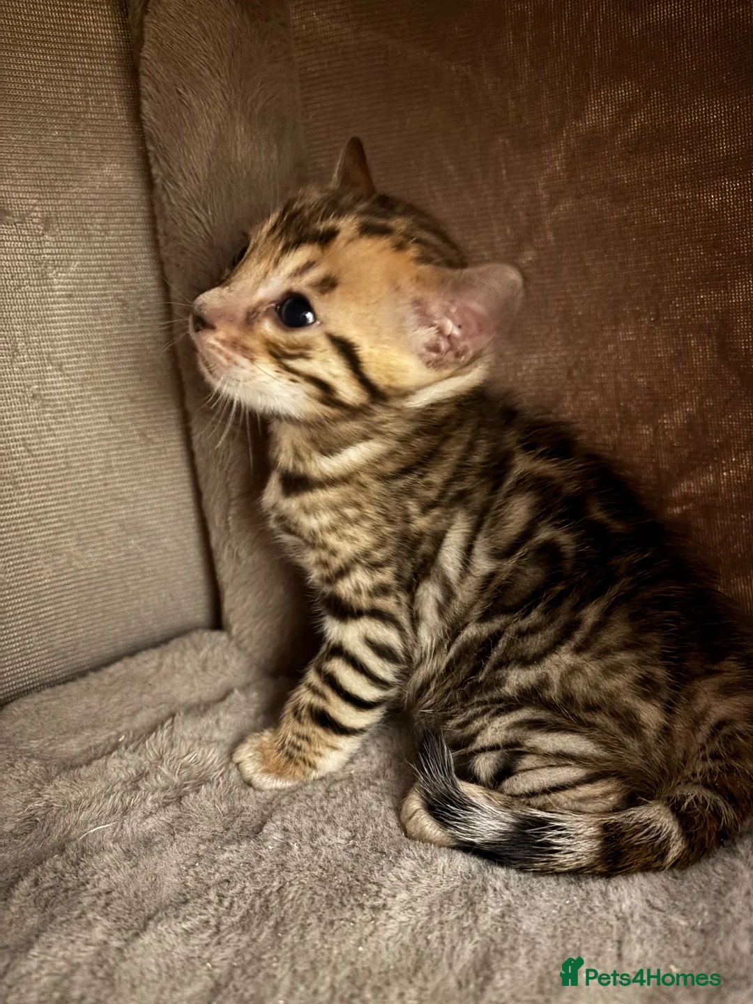 Bengal cats for sale: Amazing pedigree Bengal kitten  - Advert 7