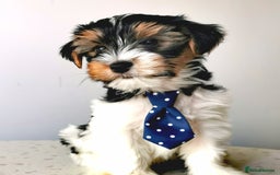 Yorkshire Terrier dogs for sale: Biewer Yorkshire Terrier🐶 Two Boys🧬PURE BLOOD in Hull - Image 4