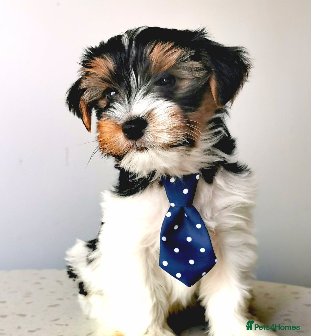 Yorkshire Terrier dogs for sale: Biewer Yorkshire Terrier🐶 Two Boys🧬PURE BLOOD in Hull - Image 4