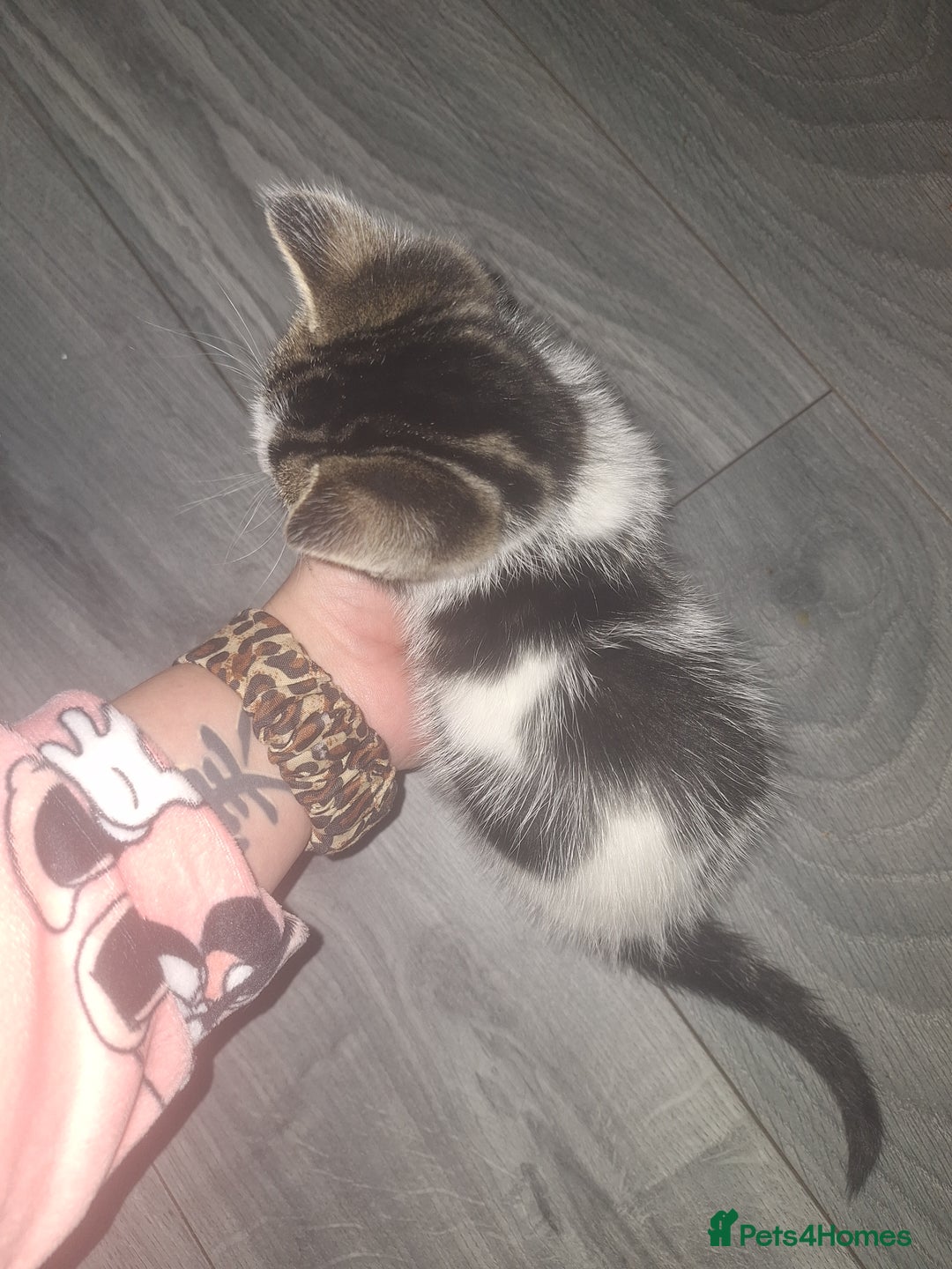 Domestic Shorthair cats for sale: Stunning kittens for sale. - Advert 11