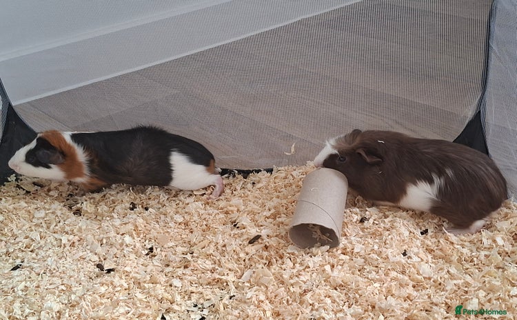 Guinea Pig rodents - Advert 1