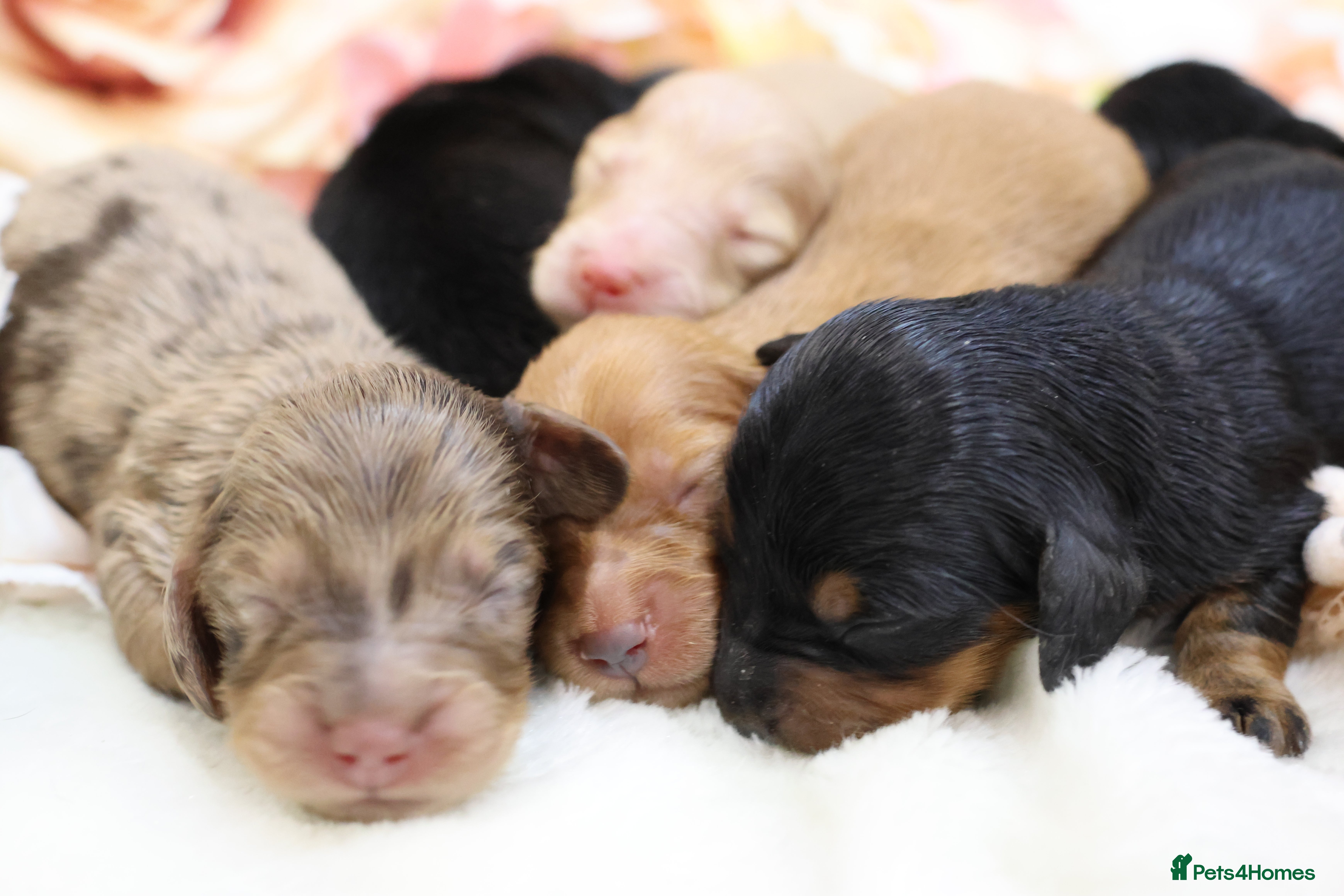 Miniature Dachshund dogs KC Miniature Dachshund Longhair Puppies - Advert 4