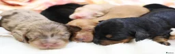 Miniature Dachshund dogs for sale: KC Miniature Dachshund Longhair Puppies - Advert 1