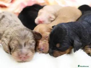 Miniature Dachshund dogs KC Miniature Dachshund Longhair Puppies - Advert 7