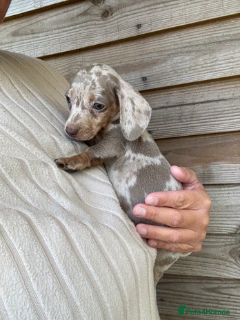 Miniature Dachshund dogs - Advert 9