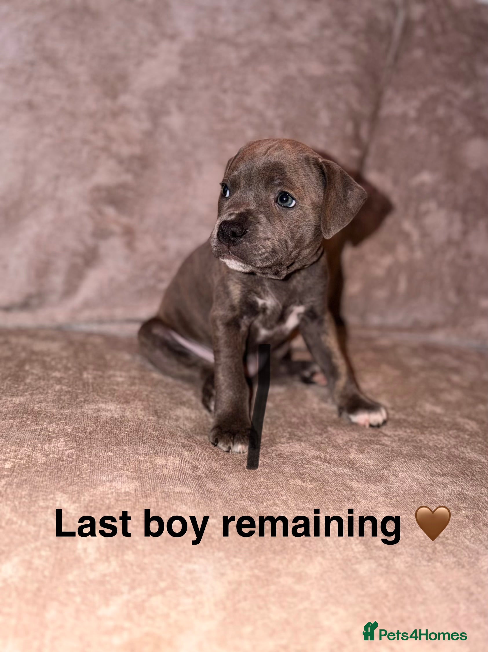 Staffordshire Bull Terrier dogs 💙Blue x Rare Fawn Staffordshire Bull Terrier pups - Advert 5