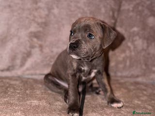 Staffordshire Bull Terrier dogs 💙Blue x Rare Fawn Staffordshire Bull Terrier pups - Advert 5