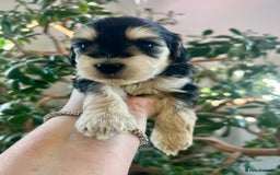 Cockapoo dogs for sale: 4⭐️Licensed F1b Cockapoos Exceptionally Bred - Image 14