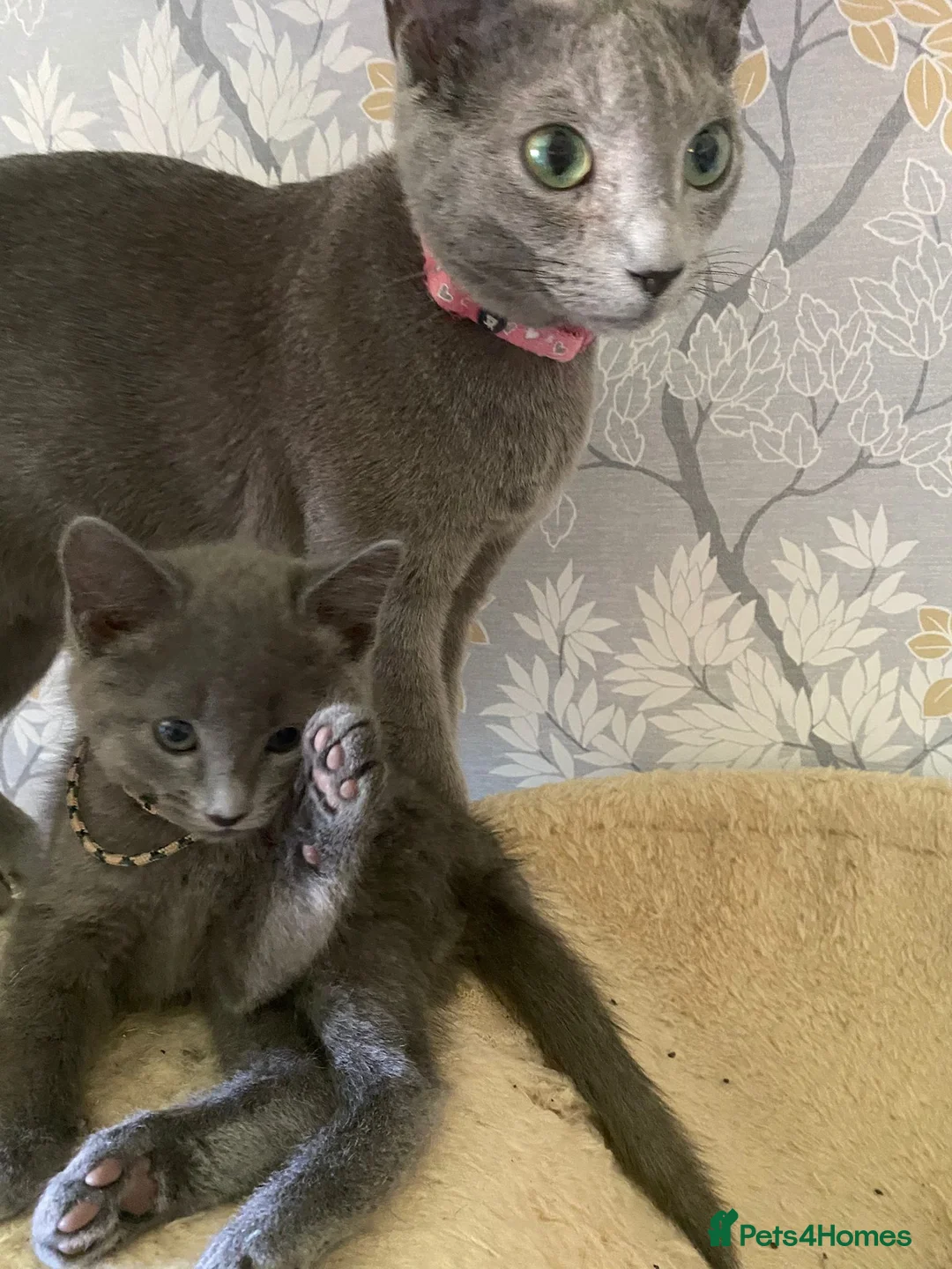 Russian Blue cats for sale: Russian Blue kittens 2 girls and 6 boys in Edinburgh - Advert 8