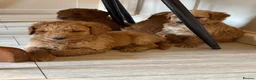 Goldendoodle dogs for sale: F1bb goldendoodle puppies  - Advert 6