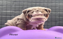 English Bulldog dogs for sale: Outstanding English bulldog puppies - Image 29