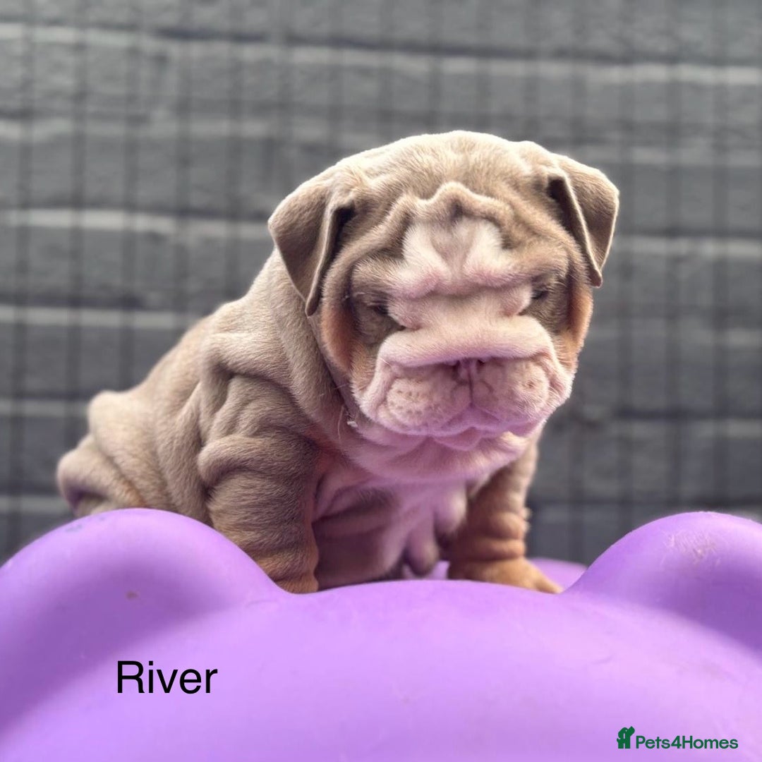 English Bulldog dogs for sale: Outstanding English bulldog puppies - Image 29