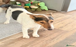 Fox Terrier dogs for adoption: Sweet Mizzo looking for LOVE - Image 13