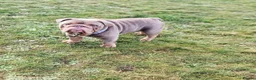 English Bulldog dogs for sale: 🐾Gorgeous British Bulldog Puppies - Boy & Girl💜 - Advert 6