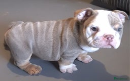 English Bulldog dogs for sale: Kc reg British bulldogs  - Image 27