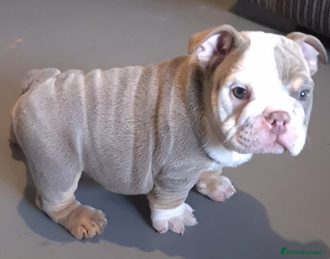 English Bulldog dogs for sale: Kc reg British bulldogs  - Image 27