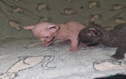 Sphynx cats for sale: From odd eyes father elf shpynx tica pedigree.  - Image 13