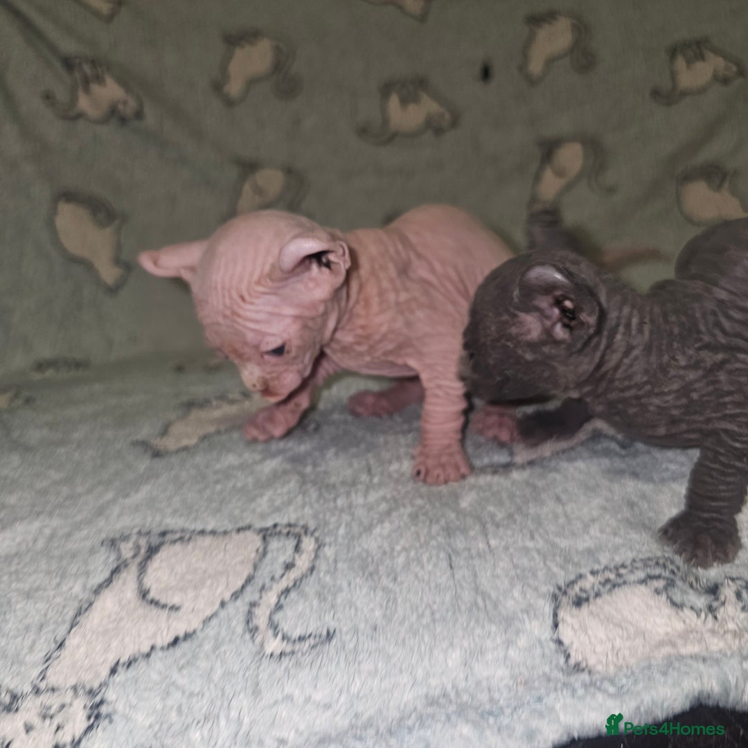Sphynx cats for sale: From odd eyes father elf shpynx tica pedigree.  - Image 13