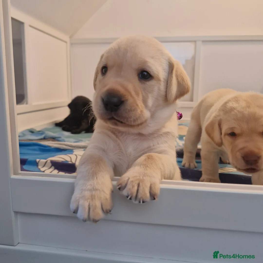 Labrador Retriever dogs for sale: Labrador Retriver girl - Advert 2