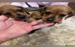 Dachshund dogs for sale: Adorable dachshund puppies ready for loving homes - Image 6