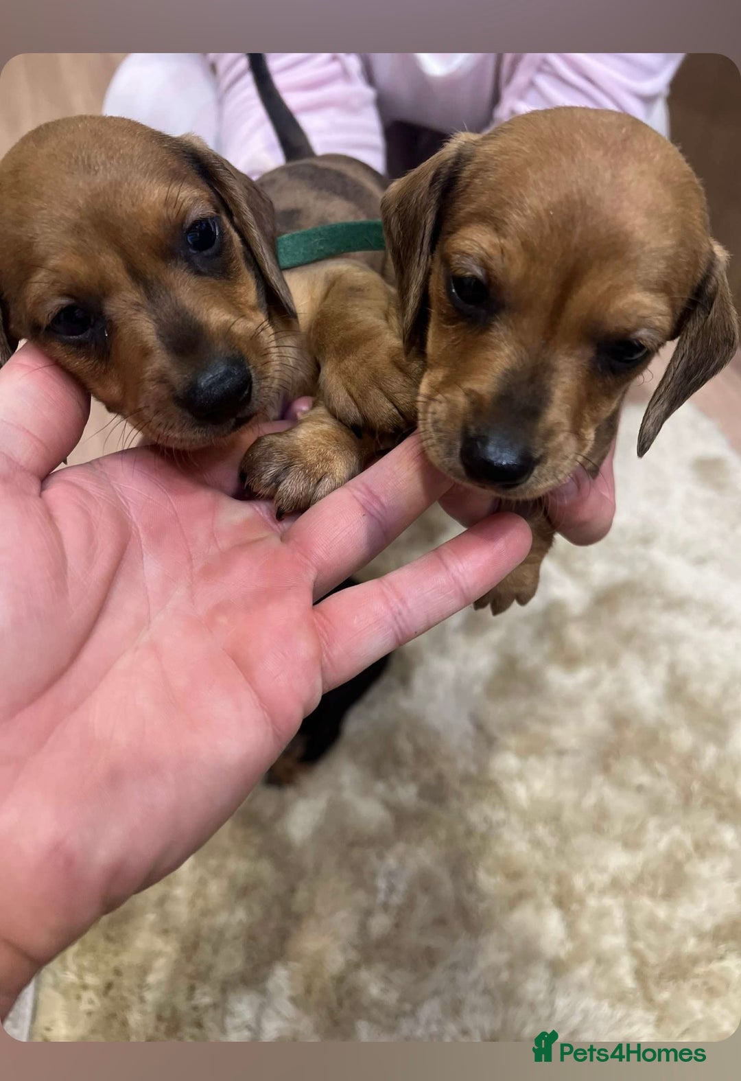 Dachshund dogs for sale: Adorable dachshund puppies ready for loving homes - Image 6