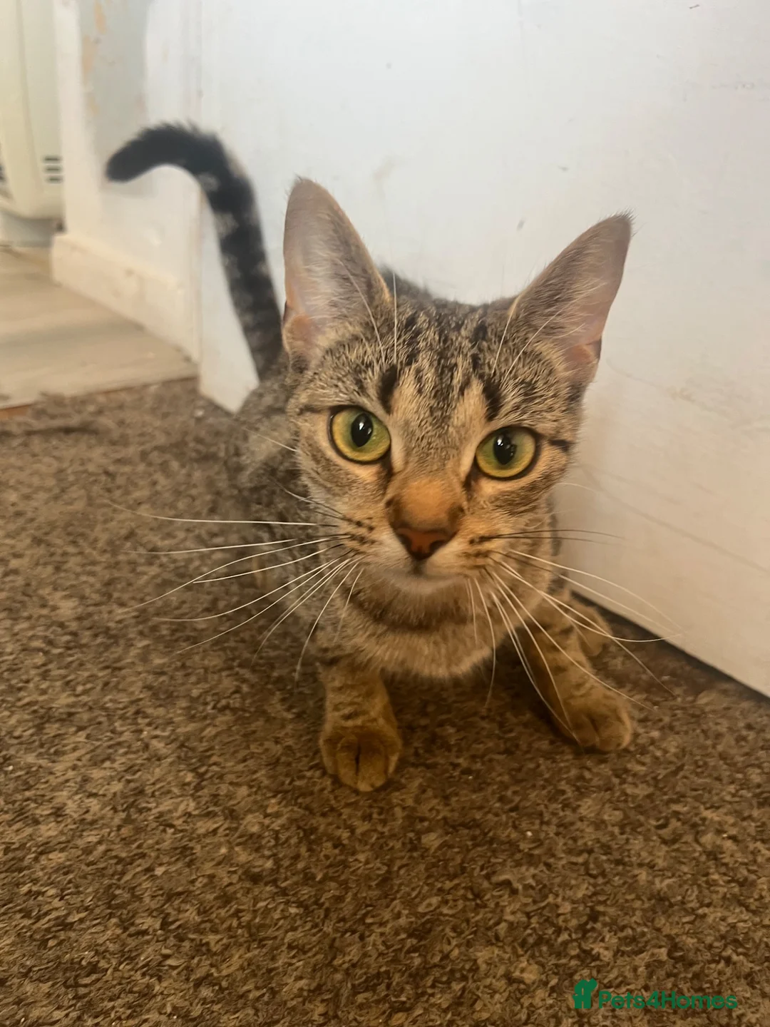 Mixed Breed cats for sale: 5x Tabby kittens for sale - Advert 6