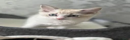 Ragdoll cats for sale: Beautiful Ragdoll Kittens - Advert 24