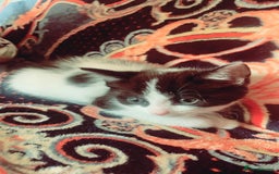 Mixed Breed cats for sale: Lovely kitten Are looking for Loving home - Image 5