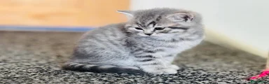 British Shorthair 5