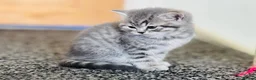 British Shorthair cats for sale: Tabby British shorthair kittens  - Advert 13
