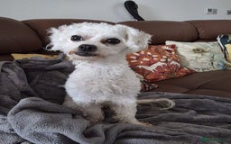 Bichon Frise dogs for sale: Beautiful Female Bichon Frise – Looking for a home - Advert 10