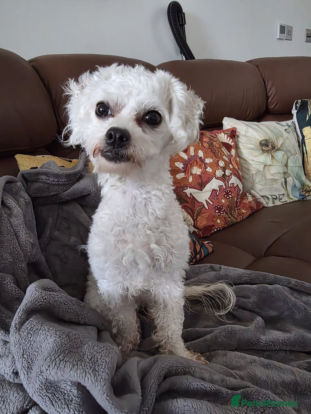 Bichon Frise dogs for sale: Beautiful Female Bichon Frise – Looking for a home - Advert 10