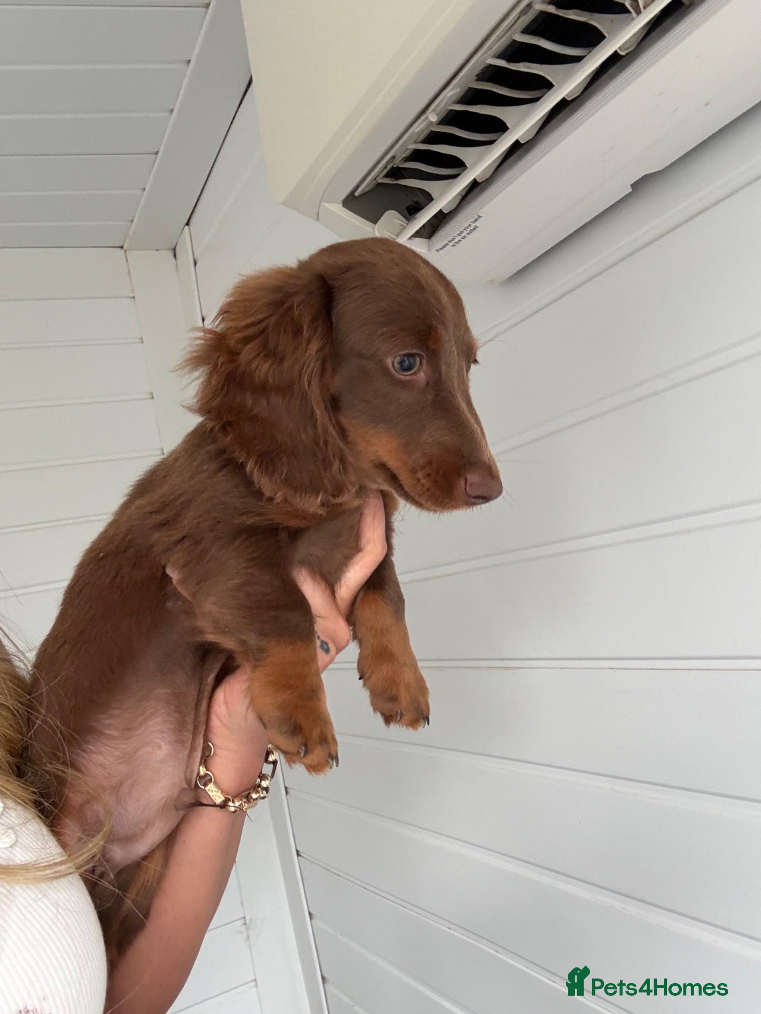 Miniature Dachshund dogs Long haired miniature Dachshund puppies - Advert 2