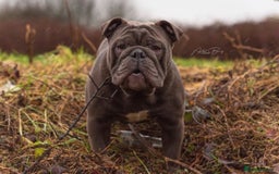 English Bulldog dogs for stud: HEALTH TESTED CLEAR & BOAS GRADED ZERO KC REG in Doncaster - Image 1