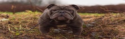 English Bulldog dogs for stud: HEALTH TESTED CLEAR & BOAS GRADED ZERO KC REG in Doncaster - Advert 1